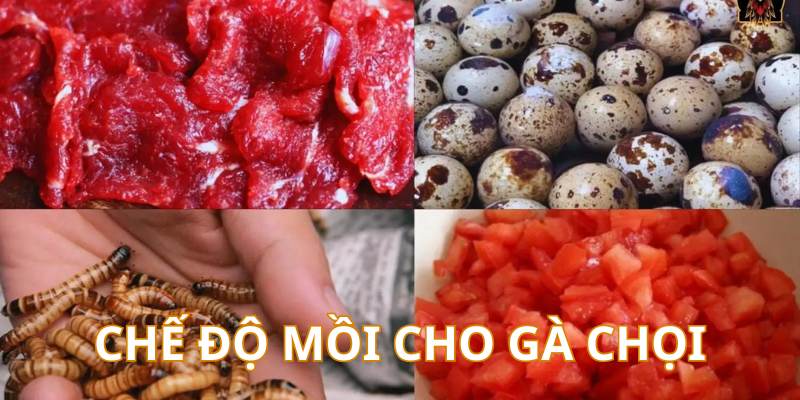 Chế độ mồi bổ sung cho chiến kê thi đấu