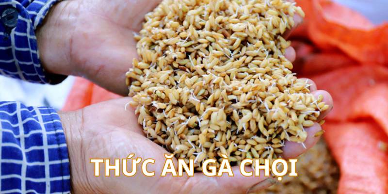 Thức ăn cần thiết cho gà đá