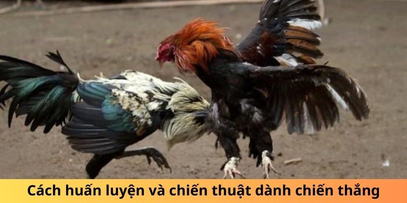 Cách huấn luyện và chiến thuật dành chiến thắng